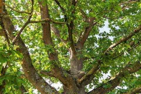 Oak trunk Stock-Fotos