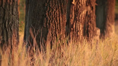 Oak trunks in grass Stock Footage 44551489