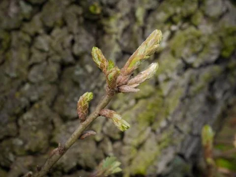 Oak twig with buds Stock Photos
