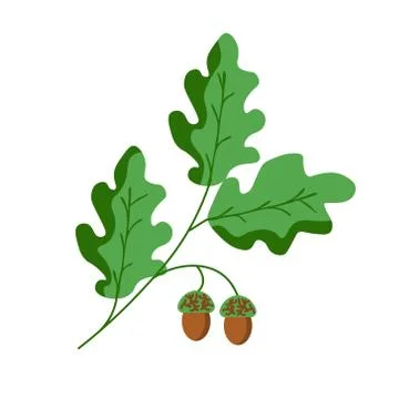 Oak vector plant Stock Illustration