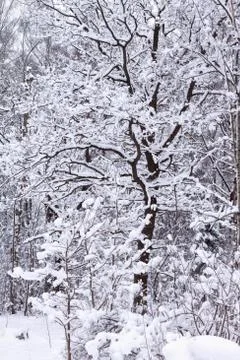 Oak in a winter forest Stock Photos