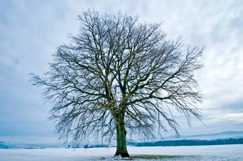 Oak in winter Stock Photos