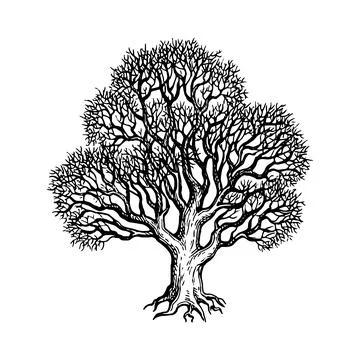 Oak winter tree ink sketch. Stock Illustration