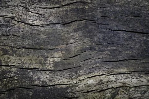Oak wood background texture Stock Photos