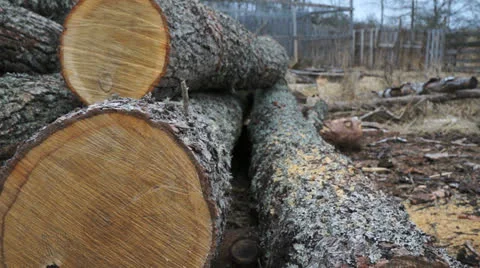Oak wood Stock Footage 23450400
