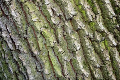 Oak wood seamless pattern Stock Photos