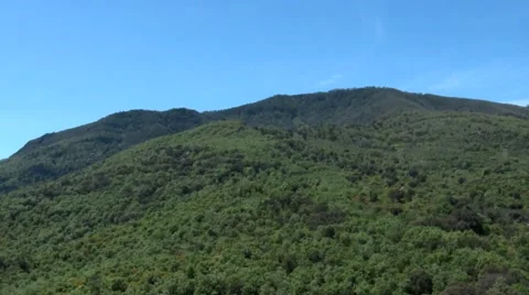 Oak woods Stock Footage 51034613