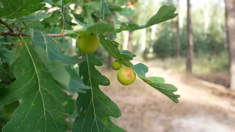 OakAppleGall Stock Footage 138833972