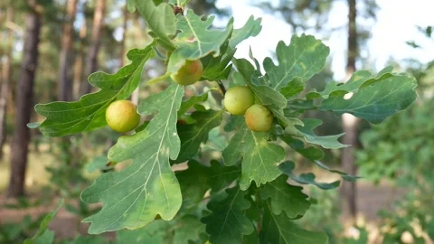 OakAppleGalls Stock Footage 138833974