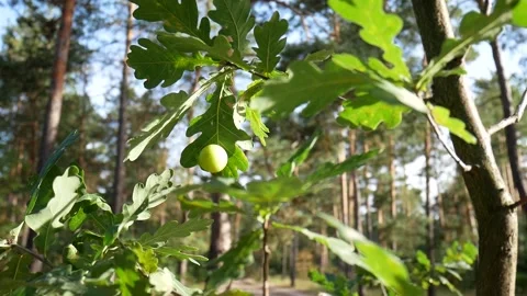 OakAppleGallSun Stock Footage 138833973