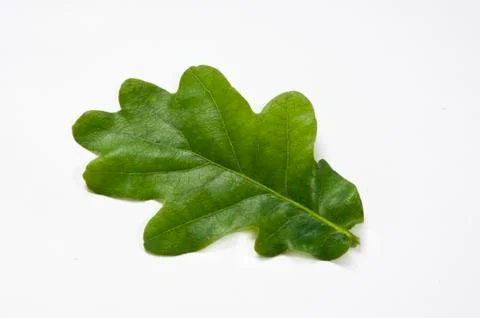 Oakl Leaf Stock Photos