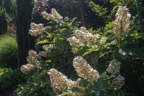 Oakleaf hydrangea Stock Photos