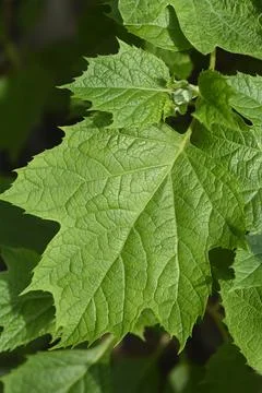 Oakleaf hydrangea Snowflake Stock Photos