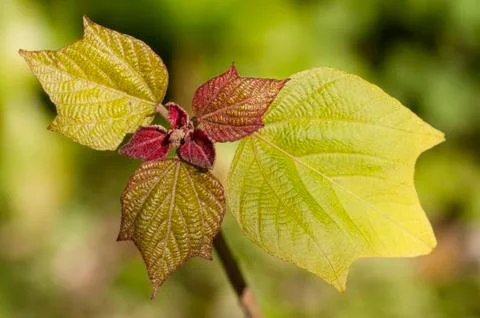Oakleaf hydrangea young leaves Stock Photos