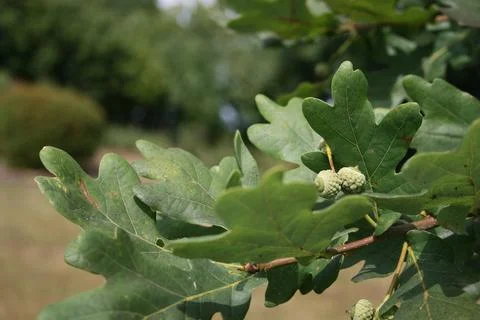 Oakleaves Stock Photos
