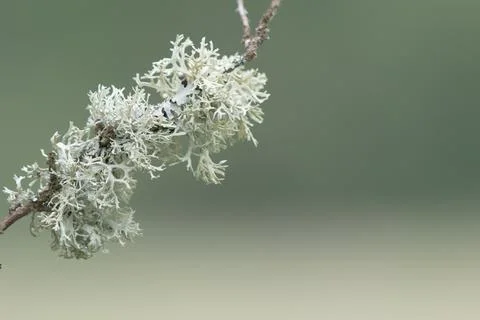 Oakmoss on a twig Stock Photos