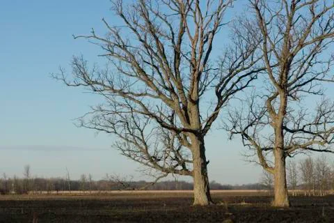 Oaks after a fire Stock Photos