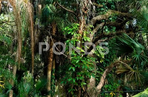 Oaks and palm trees Stock Photos