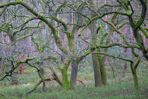 Oaks in Early Spring Stock Photos