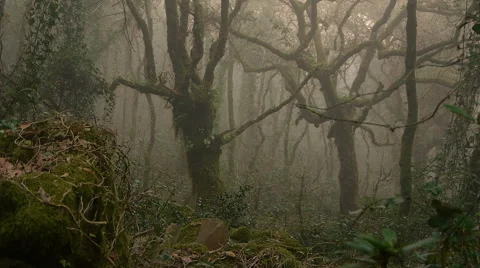 Oaks in the forest Stock Footage 43211011