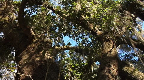 Oaks, low angle trunk Live Oak Tree with blue sky, spanish moss and light breeze Stock Footage 35317469