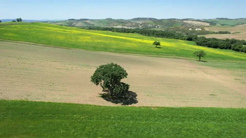Oaks in the middle of cultivated fields in the Tuscan countryside Stock-Footage 195087190