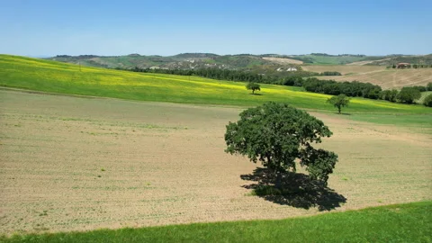 Oaks in the middle of cultivated fields with yellow flowers, Aerial view Stock Footage 195086908