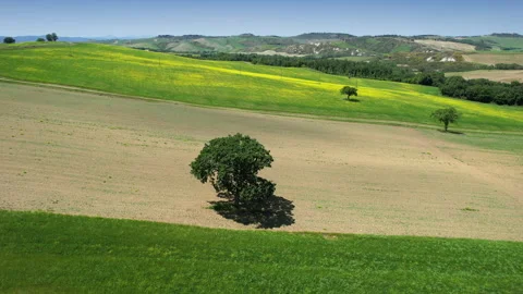 Oaks in the middle of cultivated fields with yellow flowers Stock Footage 247453053