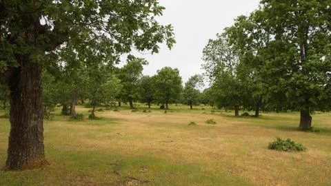 Oaks Mount 스톡 사진