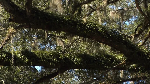 Oaks, MS Live Oak canopy 2 limbs, ferns, spanish moss time lapse. windy, sunny, Stock Footage 35317494