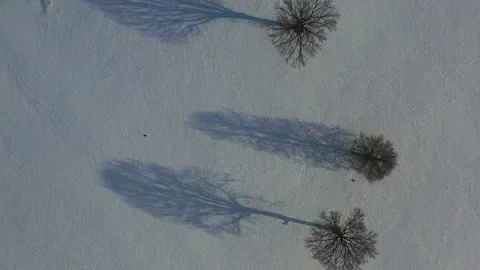 Oaks shadows on snowy winter time field, aerial Stock Footage 229792990