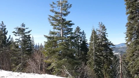 Oaks trees Stock-Footage 104201438