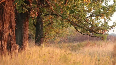 Oaks trunks in rays of evening sun Stock Footage 44551283