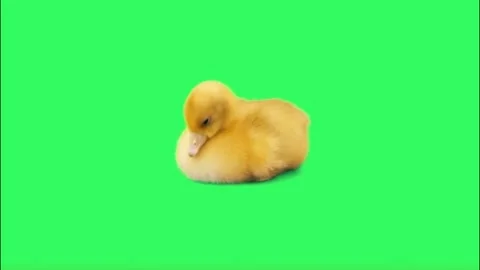 Oange duckling on green background. Stock Footage 142773136