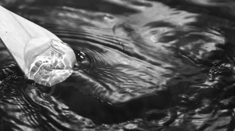 Oar moving through water with grass in black and white Stock Footage 22513113