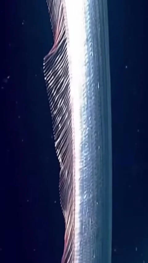 Oarfish in the deep sea Stock Footage 323639317