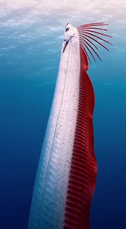 Oarfish in the deep sea Stock Footage 332058368