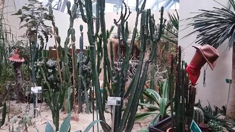 Oasis Cactus Garden Stock Footage 241284641
