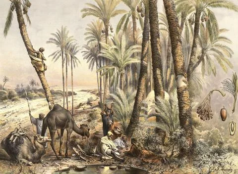Oasis with date palms, Phoenix dactylifera. While people camp in the foreground, Stock Illustration