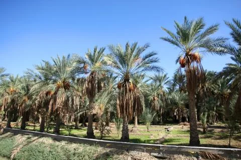 An oasis of date palms Stockfoto's