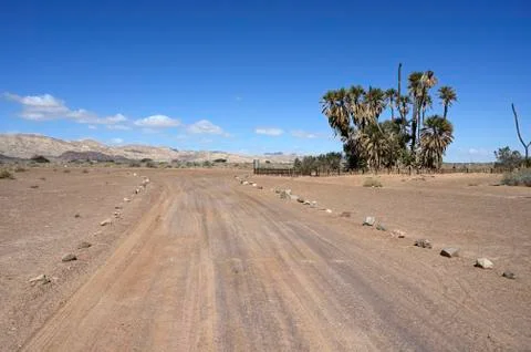 Oasis of date palms Stock Photos