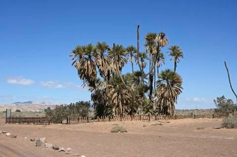 Oasis of date palms Stock Photos
