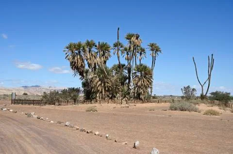 Oasis of date palms Stock Photos
