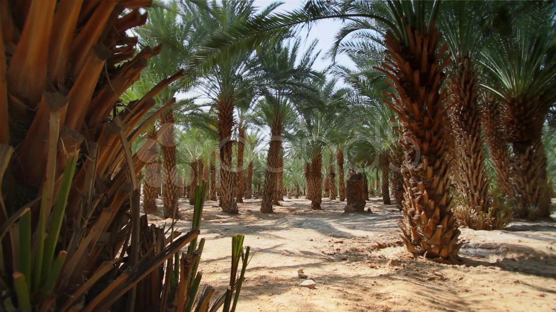 Palm desert steam фото 105
