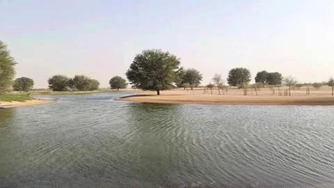 Oasis in desert landscape Stock Footage 195991314