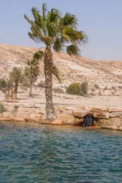 Oasis in the desert Stock Photos