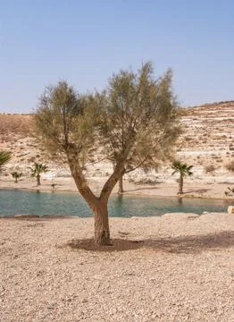 Oasis in the desert Stock Photos