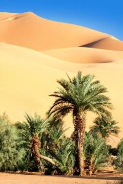 Oasis in desert Stock Photos