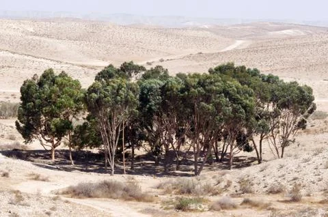 Oasis in the desert Stock Photos