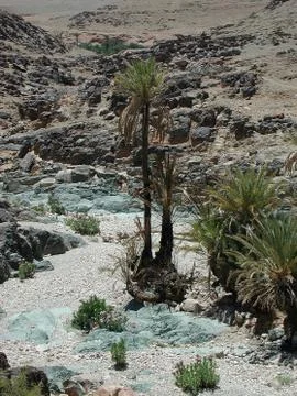 The oasis in the desert Stock Photos